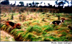 two beagles running through sanctuary