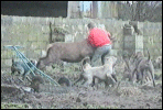 Stag in farmyard