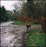 Stag running away down narrow country road