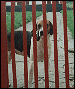 Kennel foxhound