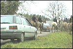 Car among horses