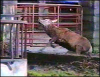 Red deer falling to the ground next to farm gate