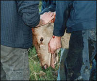 Men gripping head of injured deer