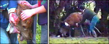 Man with bloodied hand grabbing ear and mouth of injured deer and another deer being wrestled to ground in field