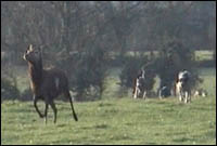 Deer being chased across field by hounds