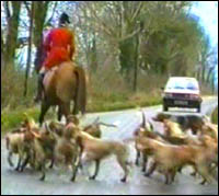 Mounted hunter and hounds on road in front of red car