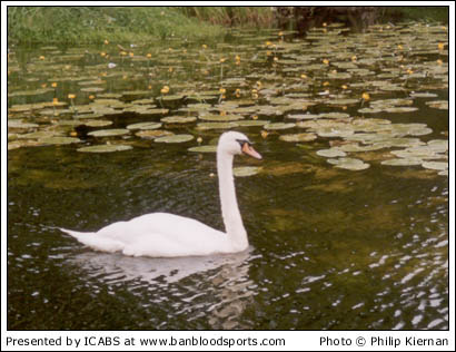 Nature Gallery 1 - Image 13
