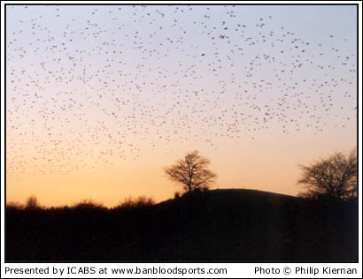 Nature Gallery 1 - Image 9