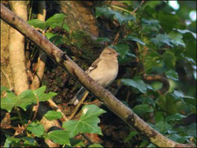 Nature Gallery 3 - Image 1