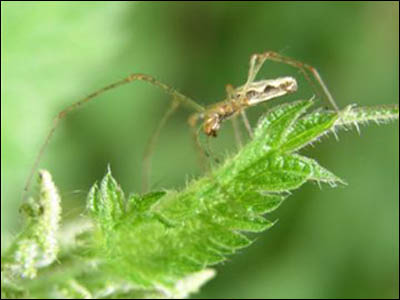 Nature Gallery 3 - Image 2