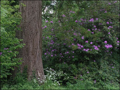 Nature Gallery 3 - Image 5