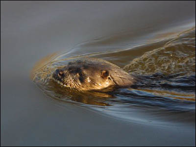 Nature Gallery 3 - Image 8