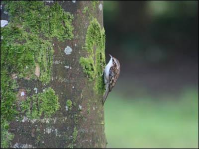 Nature Gallery 3 - Image 9