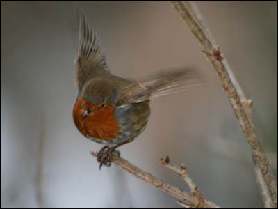 Nature Gallery 3 - Image 10