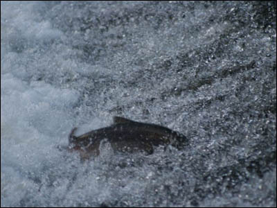 Nature Gallery 3 - Image 11