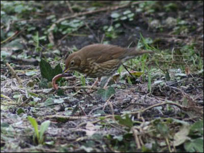 Nature Gallery 3 - Image 12