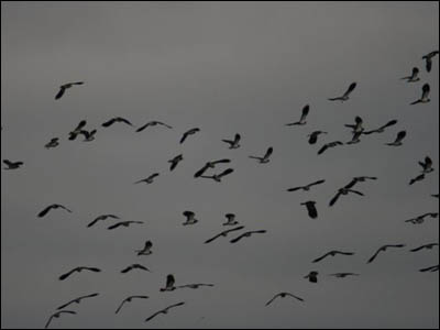 Nature Gallery 3 - Image 14