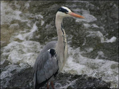 Nature Gallery 3 - Image 15