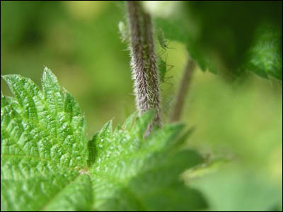 Nature Gallery 3 - Image 16