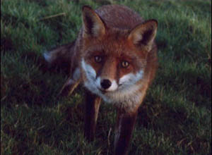 Fox Gallery - Image 17