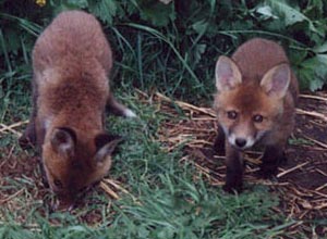 Fox Gallery - Image 23