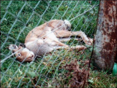 Hare Coursing Gallery - Image 9