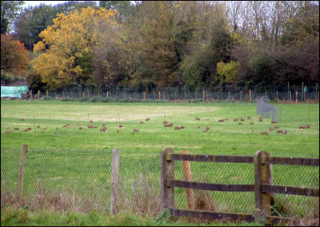 Dozens of hares in a coursing club enclosure