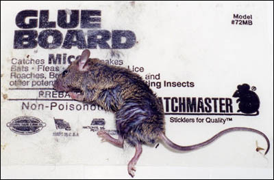 Dead mouse in glue trap