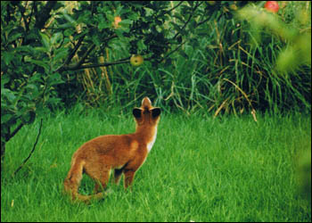 Fox looking up at apple on branch