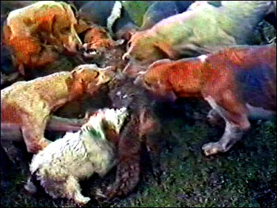 Foxhounds and terrier biting into the body of a fox