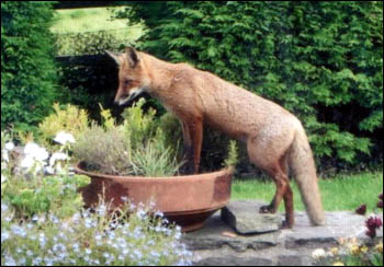 Close-up of fox peering into flower pot
