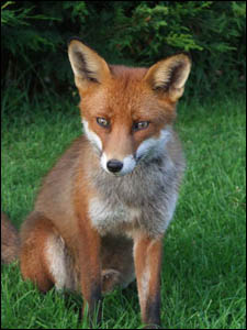 red fox photo by clodagh blake